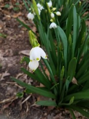 Leucojum