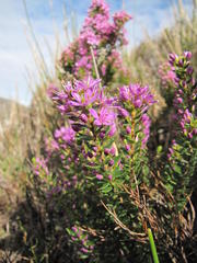 Agathosma odoratissima