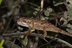 Bradypodion gutturale