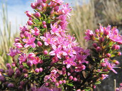 Agathosma odoratissima