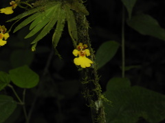 Erycina