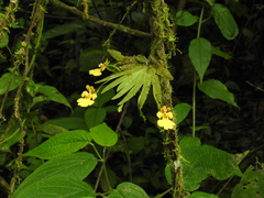 Erycina