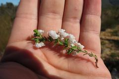 Erica glomiflora glomiflora