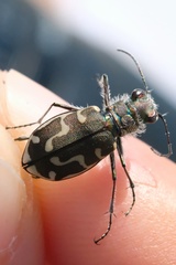 Cicindela hirticollis