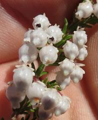 Erica glomiflora glomiflora
