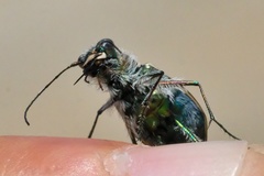 Cicindela hirticollis