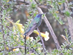 Colibri coruscans