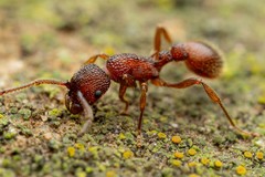 Myrmica striolagaster