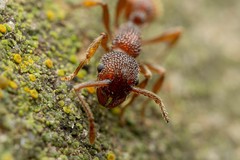 Myrmica striolagaster