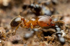 Pheidole bicarinata