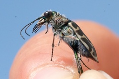 Cicindela hirticollis