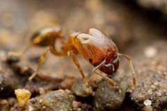 Pheidole bicarinata