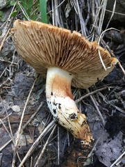Cortinarius trivialis