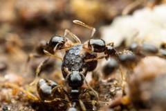 Pheidole bicarinata