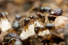 Pheidole bicarinata
