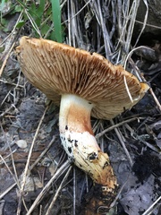 Cortinarius trivialis