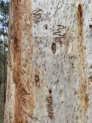 Eucalyptus racemosa