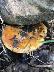 Cortinarius trivialis