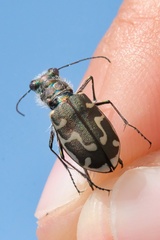 Cicindela hirticollis