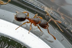 Myrmecina americana