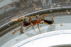 Myrmecina americana