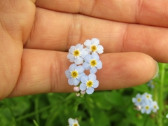 Myosotis