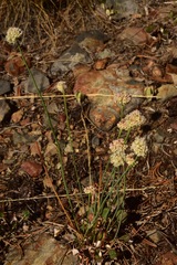 Eriogonum nudum scapigerum