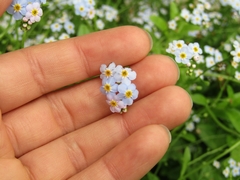 Myosotis