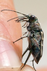 Cicindela hirticollis