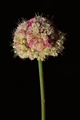 Eriogonum nudum scapigerum
