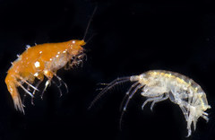 Pleusirus secorrus