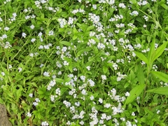 Myosotis