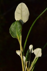 Eriogonum nudum scapigerum