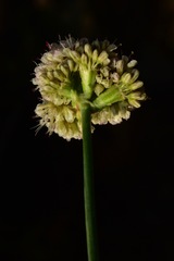 Eriogonum nudum scapigerum