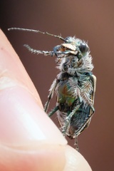 Cicindela hirticollis