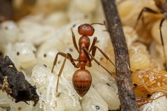 Polyergus topoffi