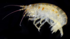 Gnathopleustes simplex