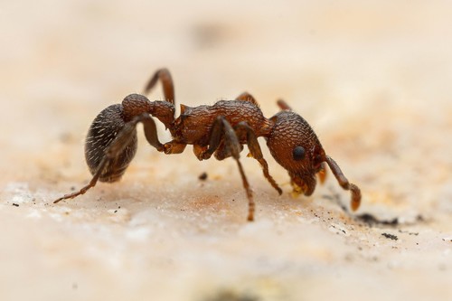 Myrmica rugiventris