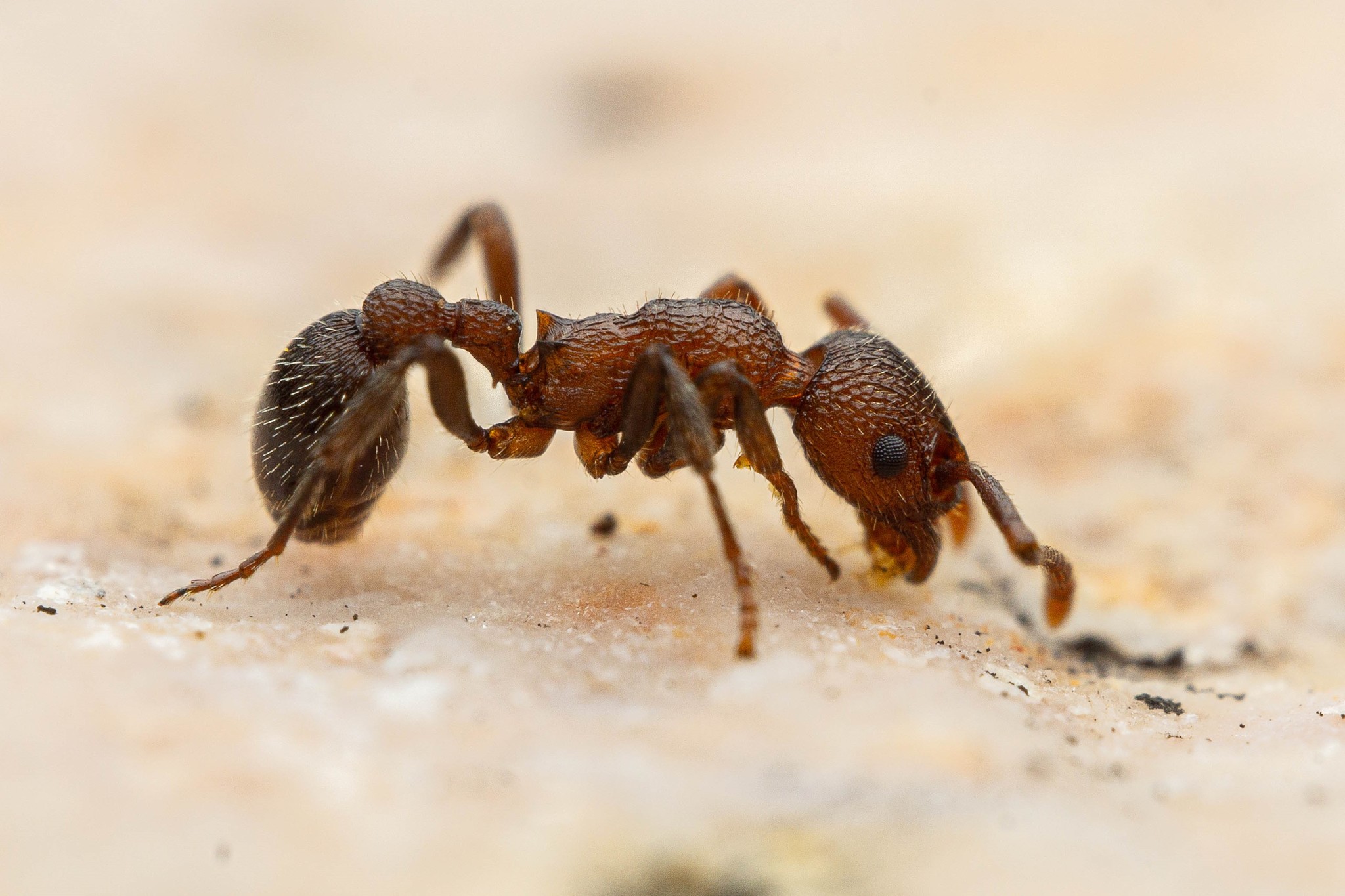 Myrmica rugiventris