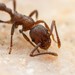 Myrmicine Ants - Photo (c) Jake Nitta, some rights reserved (CC BY), uploaded by Jake Nitta
