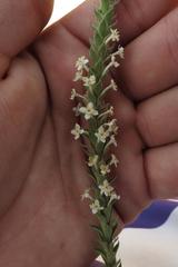 Struthiola hirsuta