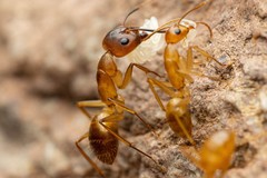 Camponotus festinatus