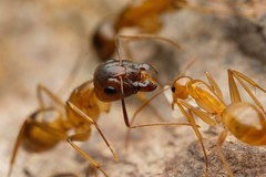 Camponotus festinatus
