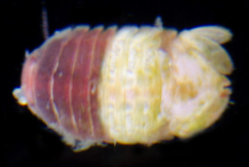 Dynamene glabra