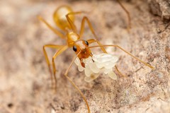 Camponotus festinatus