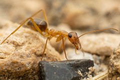 Myrmecocystus mexicanus