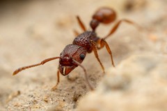 Tetramorium hispidum
