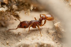 Tetramorium hispidum