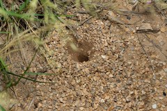 Myrmecocystus mexicanus