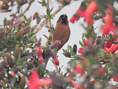 Diglossa brunneiventris